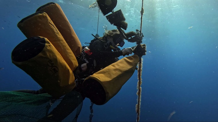 ISER Caribe executive director Stacey Williams dives underwater to clip lines of astroturf-like material where baby sea urchins are growing.