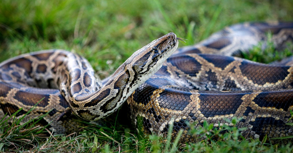 Florida man removes 20 Burmese pythons from Everglades, winning contest