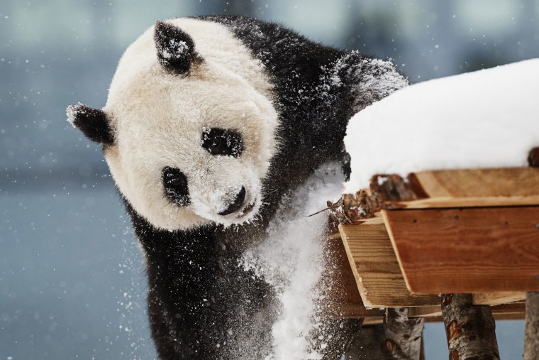 FINLAND-ZOO-ANIMALS-GIANT PANDA-FEATURE