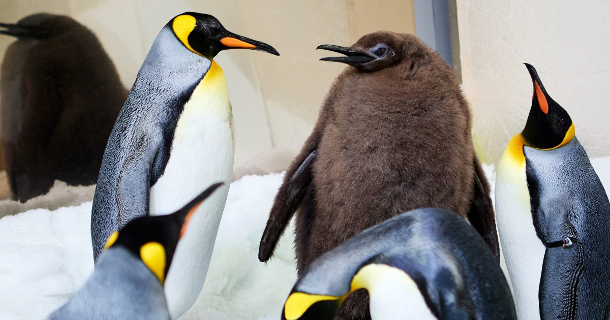 Pesto the chonky Australian penguin chick captivates Katy Perry and the internet