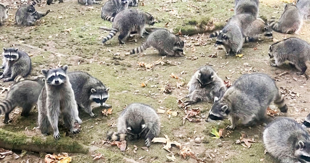 100 raccoons surround home in Poulsbo, Washington