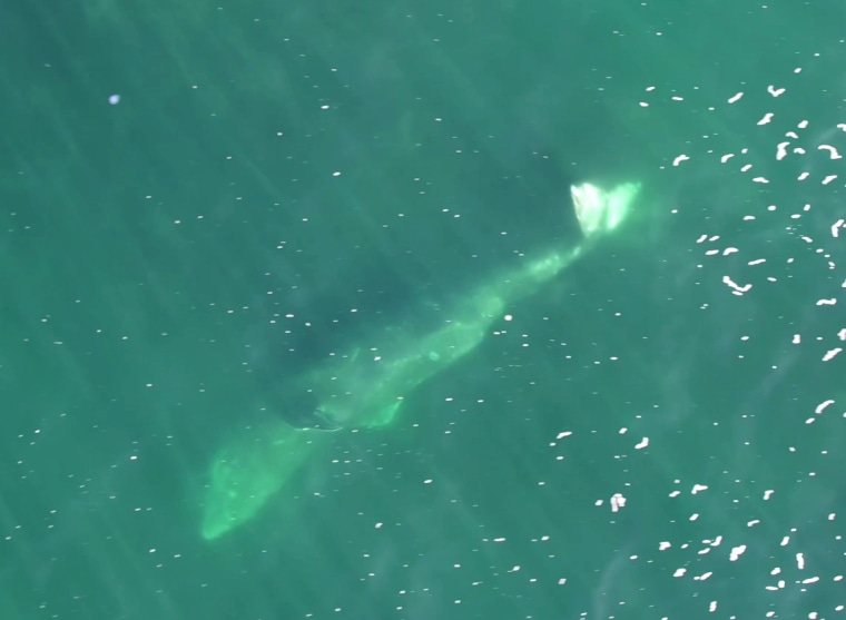 Drone imagery shows a gray whale using a side-swim technique to find food.