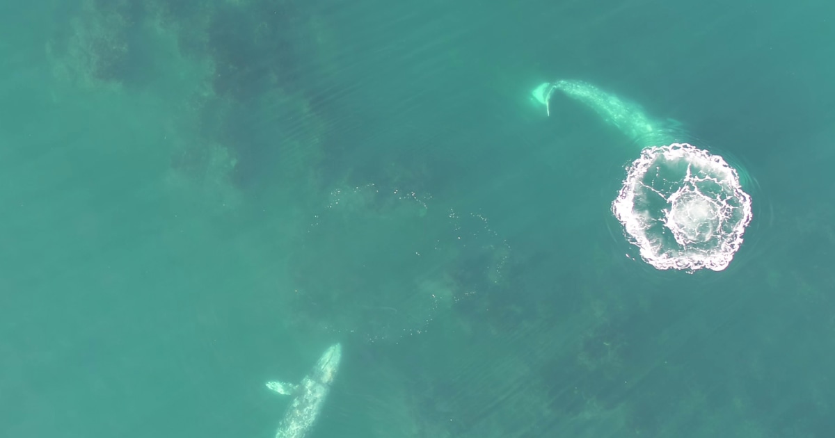 Drone footage of gray whales offers new insight into how they eat