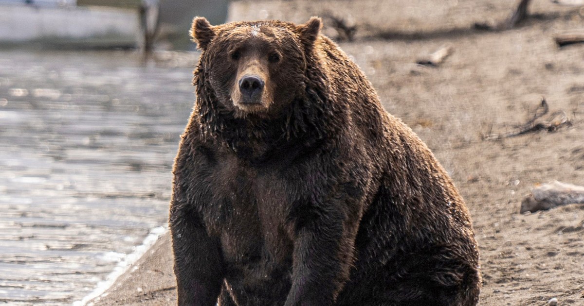 Voting begins for Alaska’s Fat Bear Week after one contestant was killed in an attack