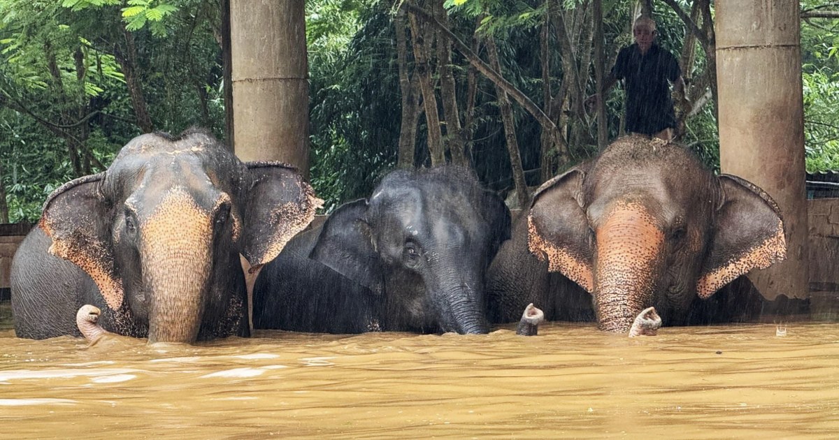 Elephants escape flash floods in Thailand