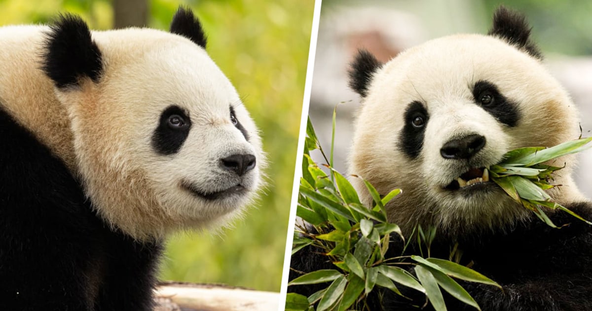 A pair of bears are on their way to the National Zoo from China