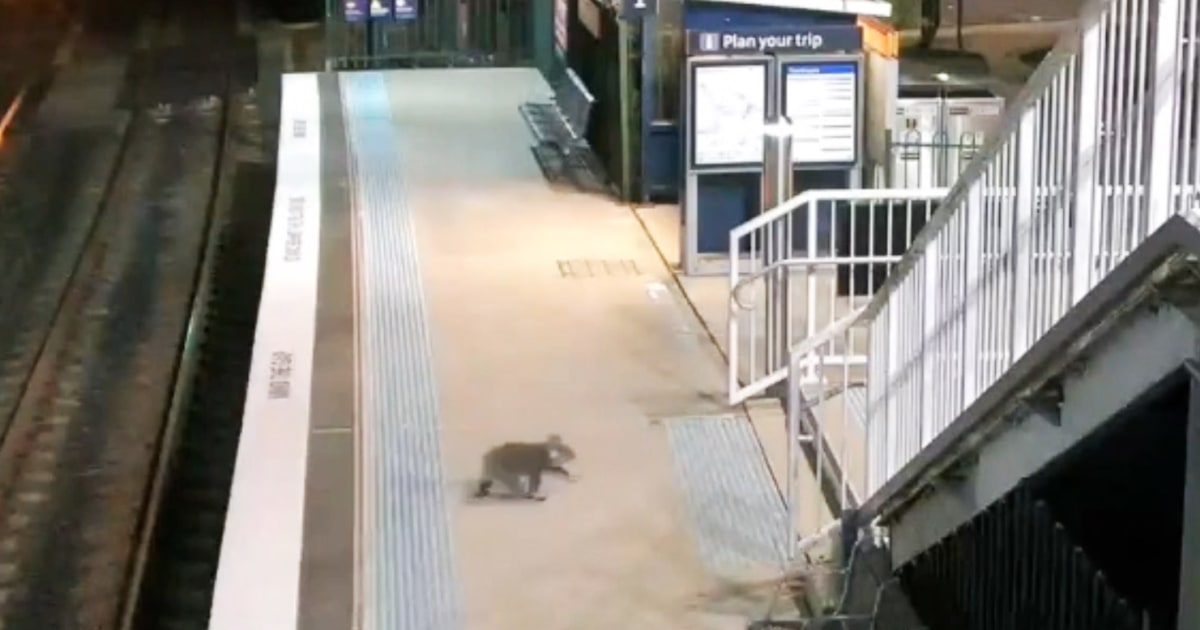 Australian police chase koala through strain station