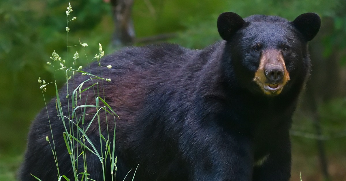 Black bear and 3 cubs attack man after they break into his Colorado home