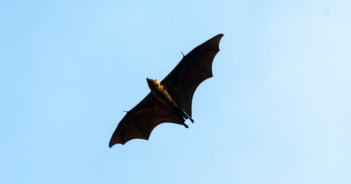 Chicago concert goers possibly exposed to potentially rabid bats, health officials say