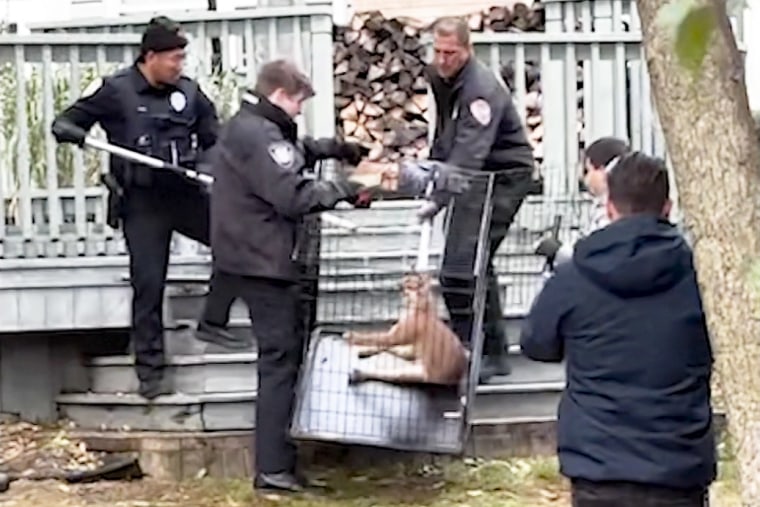 caracal cat captured illinois, hoffman estates