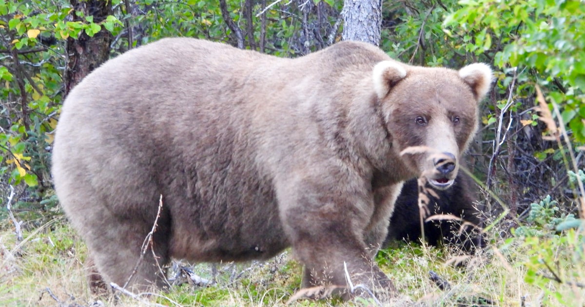 Grazer beats the behemoth who killed her cub to win this year's title