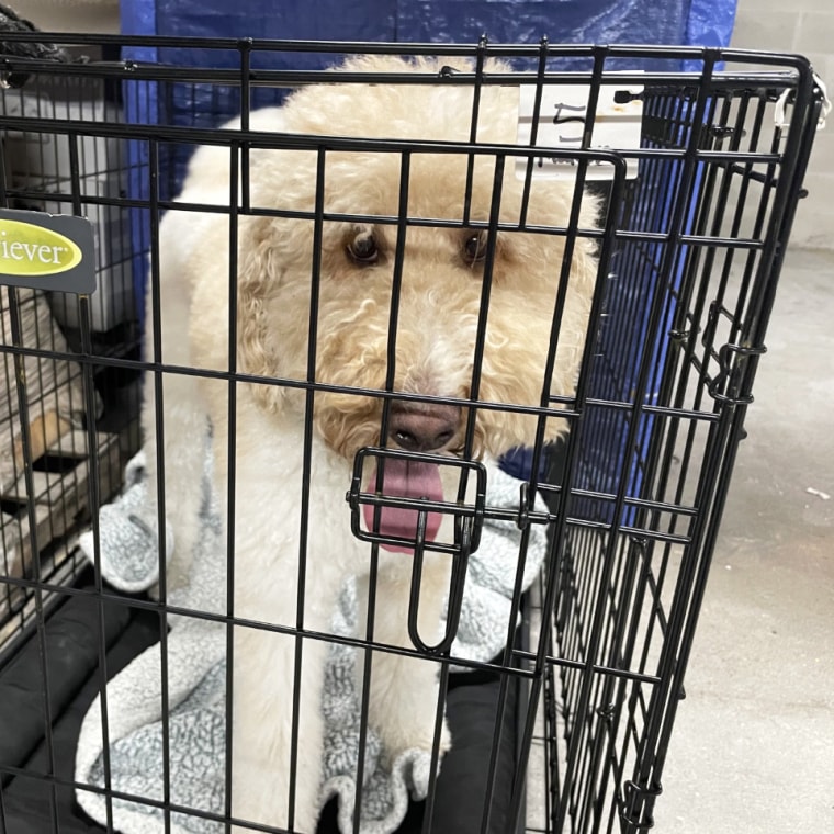 cute dog in crate