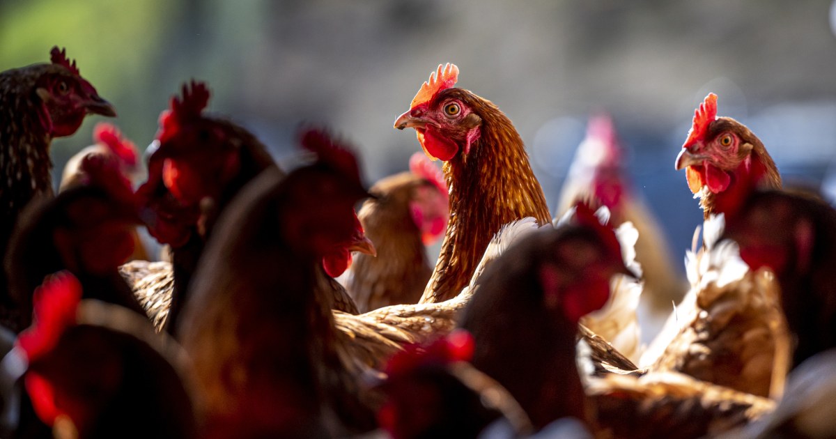 Is bird flu spreading in people? Without blood test results, officials can’t say.