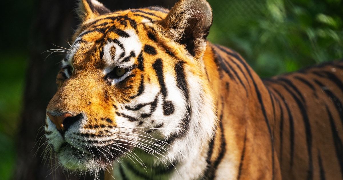 A Siberian tiger bit a man in China and remains on the loose, authorities say