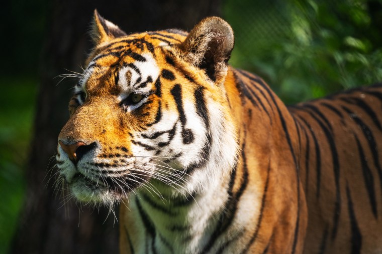 First offspring of the Siberian tigers in Serengeti Park