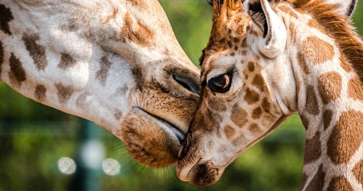 U.S. officials push to add some giraffes to endangered species list